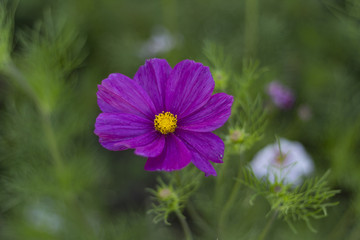 Violet flower