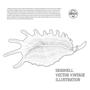 Seashell. Vector vintage illustration stylized as hand-drawn sketch graphic with hatching. Outline.