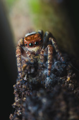 jumping spider on branch in natural.
