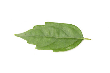 Obraz premium green leaf isolated on white