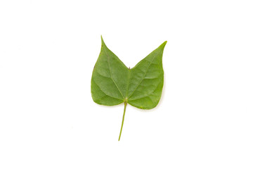Fototapeta premium green leaf isolated on white