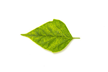 Fototapeta na wymiar green leaf isolated on white