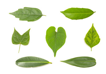 set of green leaf isolated on white