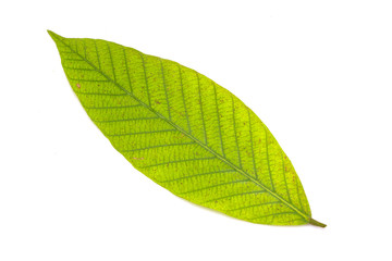 Obraz premium green leaf isolated on white