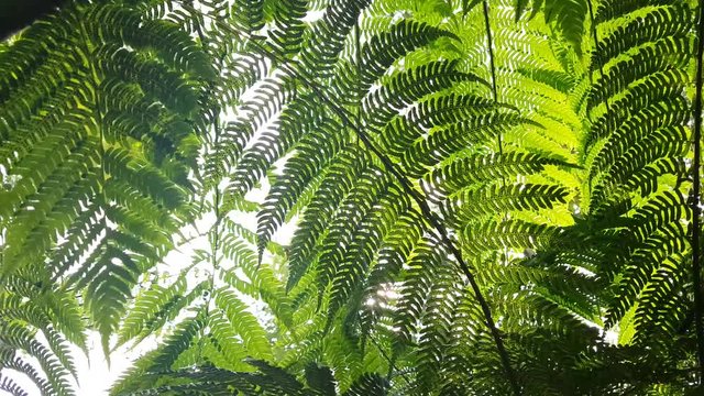 Sun shining through fern leaves in a rainforest in Thailand
