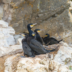 Great cormoran, nest with baby birds on the cliff in Ireland

