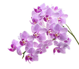 Fototapeta na wymiar Violet orchid branch