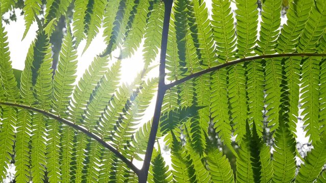 Sun shining through fern leaves in a rainforest in Thailand
