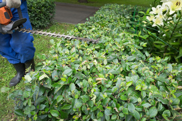 A man trimming shrub with Hedge Trimmer