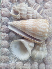 Sea shell sand