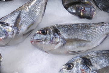 Italy,  Sorrento, fresh sea fish,gilthead bream
