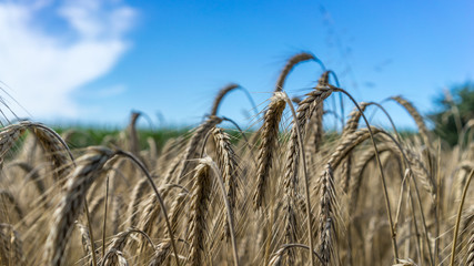 Wheat field