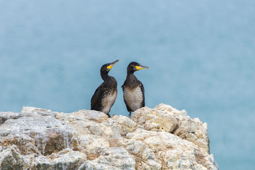Great cormoran, two birds on the cliff in Ireland
