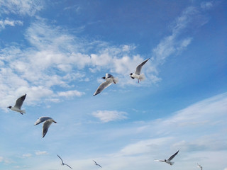 sea gulls in blue sky