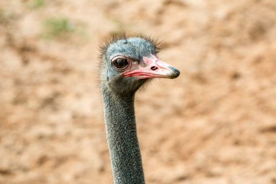 Close up of an ostrich bird face with big eye and brown background