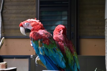 ベニコンゴウインコのアップ Green-winged Macaw 