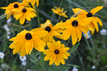 Rudbeckias jaunes en été au jardin
