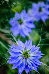 blue flowers