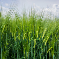 Ears of young green wheat