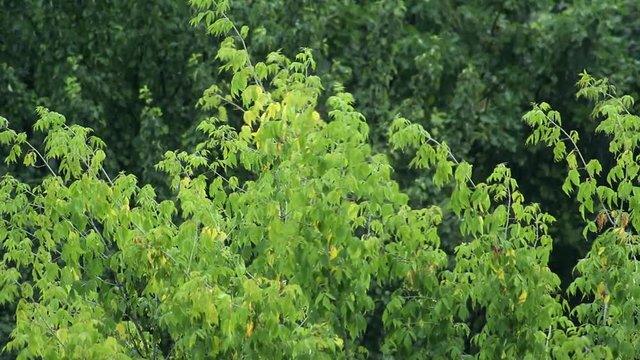 Trees in the rain. Trees under rain. 