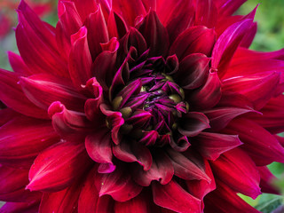 Blooming dahlias. The varietal flowers. Peonies in the autumn garden.
