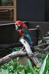 枝にとまるベニコンゴウインコ