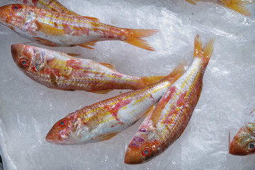 Italy, Sorrento, fresh sea fish,red mullets-