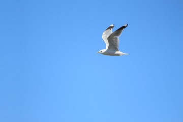 Fototapeta na wymiar Gull flight