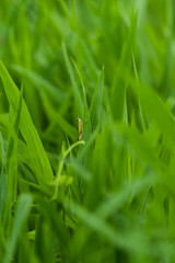 Green nature 
