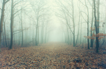 Fototapeta premium Artistic photo of a misty forest road with bare trees