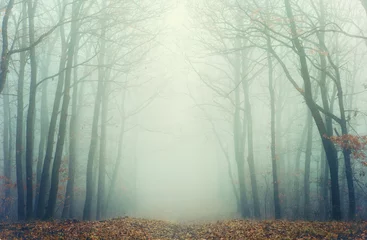 Foto op Plexiglas Artistic photo of a misty forest with leafless trees © andras_csontos