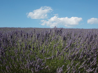 provence