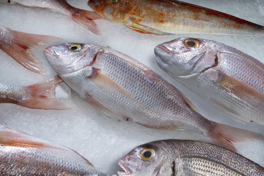 Italy, Sorrento, fresh sea fish,pagello