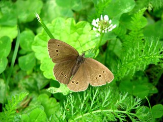 Butterfly Eye flower or silver. Russia, Moscow.
