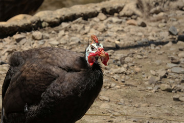 Porträt eines Helm-Perlhuhns, Numida meleagris