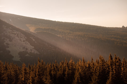 Forest in mountains at sunset