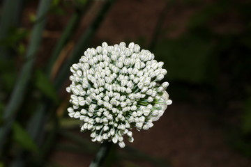 Blüte einer Zwiebelpflanze, Zwiebel, Allium
