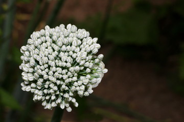 Blüte einer Zwiebelpflanze, Zwiebel, Allium