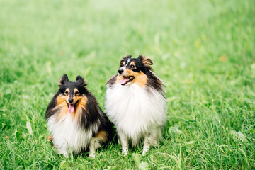 portrait of two happy friends dogs puppy and Shetland Sheepdog in clothes on nature background. collie  playing