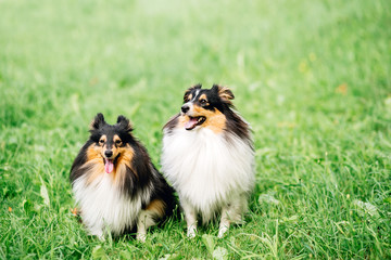 Obraz premium portrait of two happy friends dogs puppy and Shetland Sheepdog in clothes on nature background. collie playing
