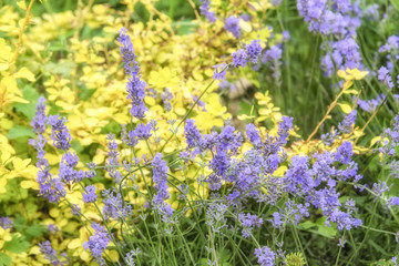 Obraz premium Lavender with yellow flowers