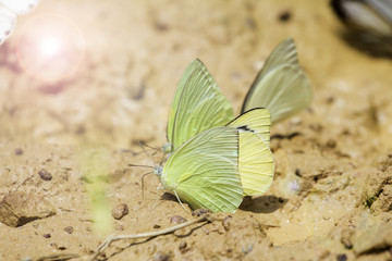 butterflies swarm eats the minerals in the soil, Pang Sida, Sa Kaeo, Thailand.