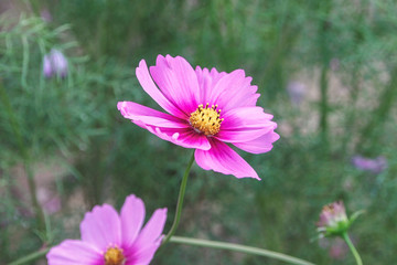 Purple zinnia elegans flowers