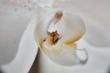 Wet white flower
