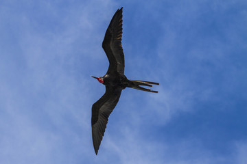 Frigate Bird in Flight
