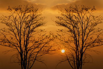 Phu Kradueng National Park, forest, nature.