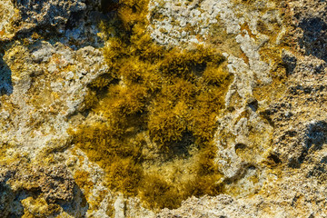 Green background of algae seaweed. Stone with bright seaweed closeup. Natural velvet texture of sea grass. Sea plant close image. Seaside rock texture. Coastal pebble during low tide.