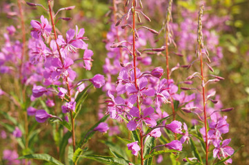 Fototapeta premium Chamerion angustifolium or fireweed or great willowherb or rosebay or ivan tea