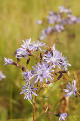 Lactuca tuberosa or lettuce blue flowers with green