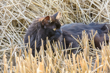 Schwarze Katze - Black cat